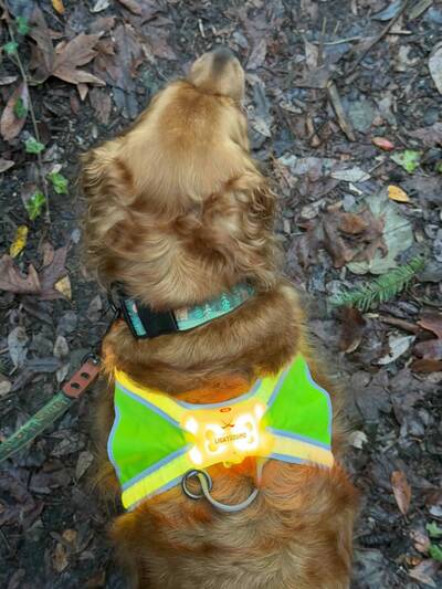 noxgear LightHound LED dog harness